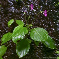 Impatiens yakandawalarum Gopallawa, Hapuarachchi & Jayathissa